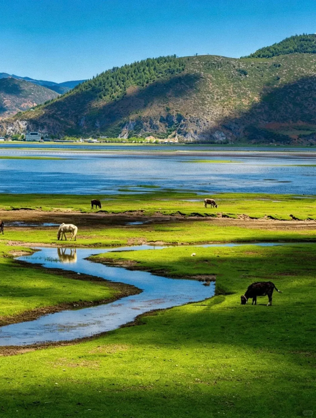 The Ultimate Northwest Yunnan: 11-Day, 10-Night Grand Loop of Sacred Lakes in the Snowy Highlands